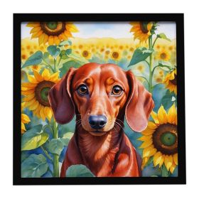 Dachshund in Sunflowers Framed Metal Print Bathroom, Kitchen, Office, Home Decor Wall Art Ready to Hang, Square, 8X8